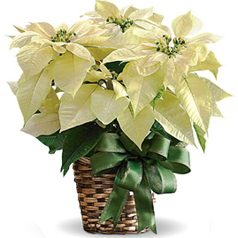 White Poinsettia